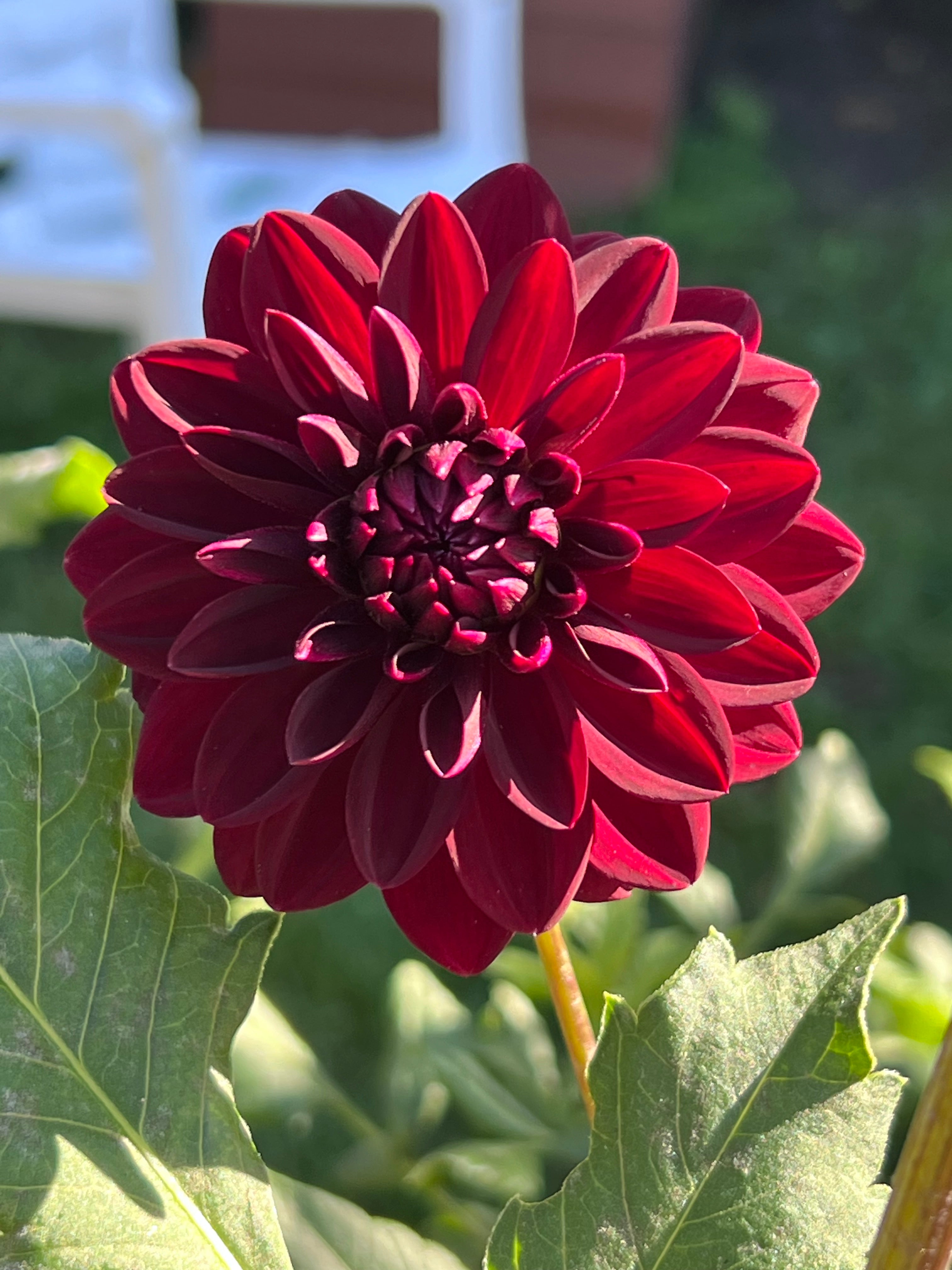 Dark Dahlias Mystery