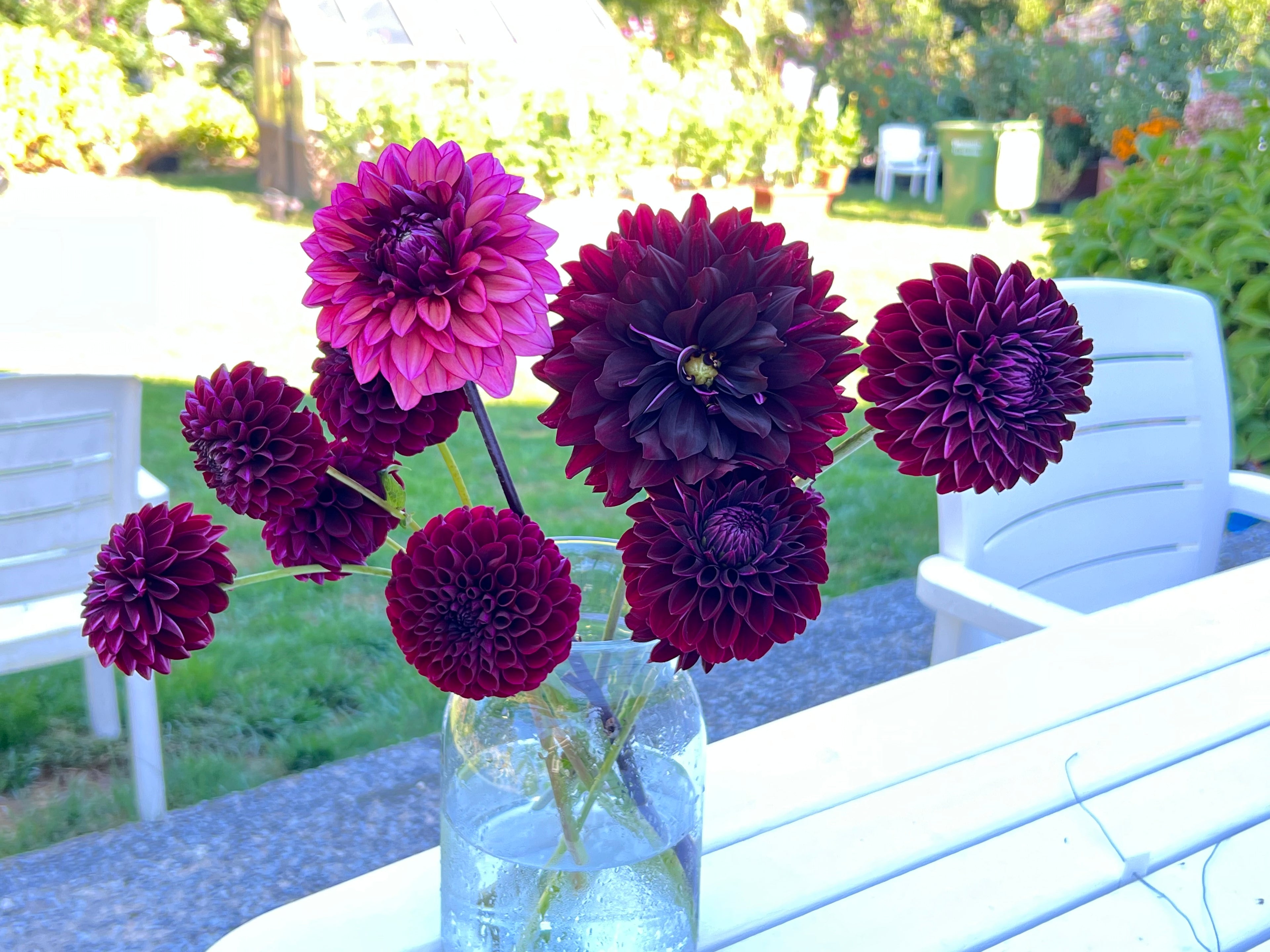 Dark Dahlias Mystery