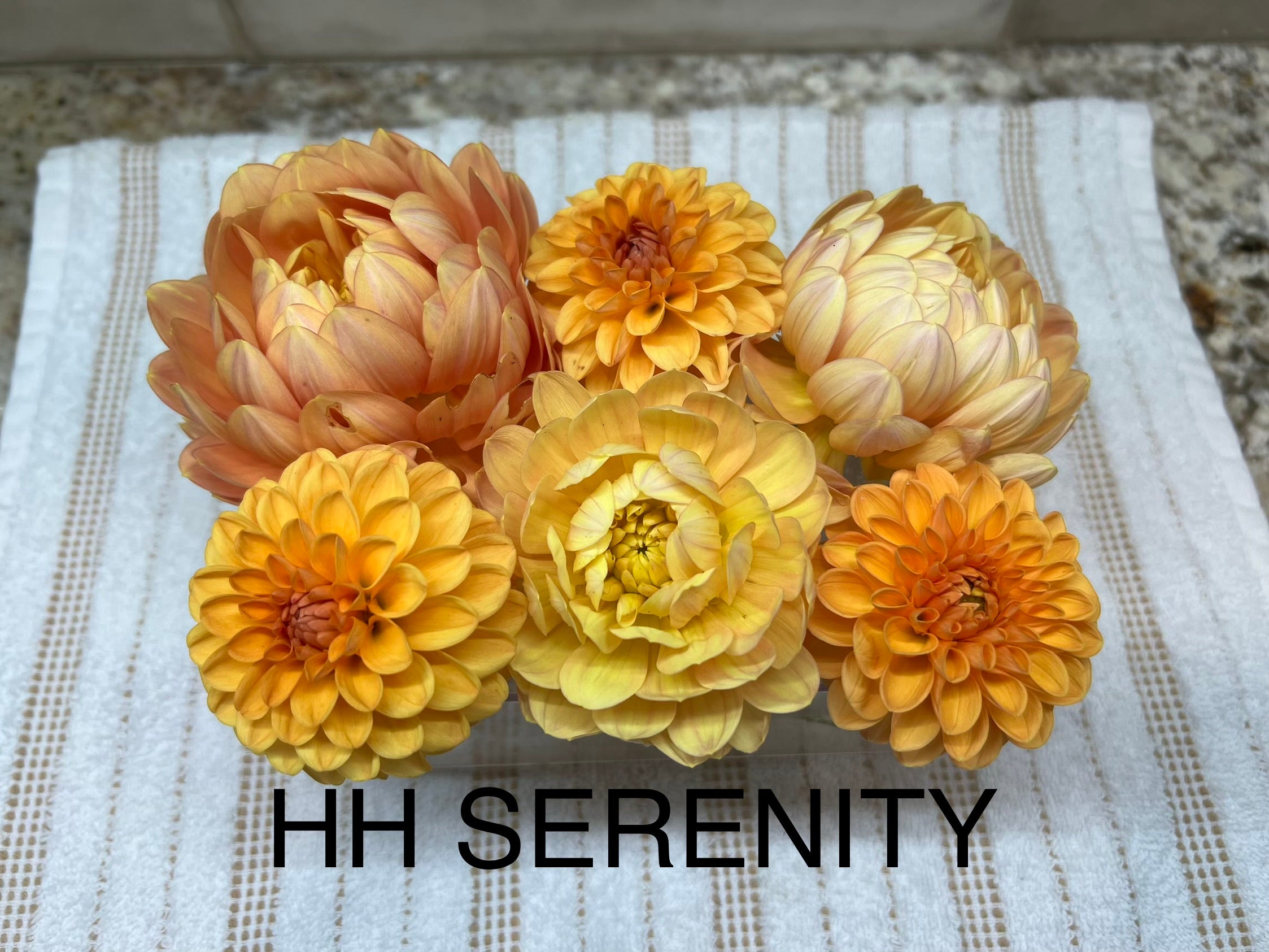 HH Serenity