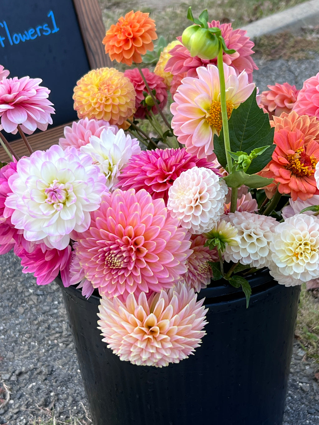 Mystery Tubers