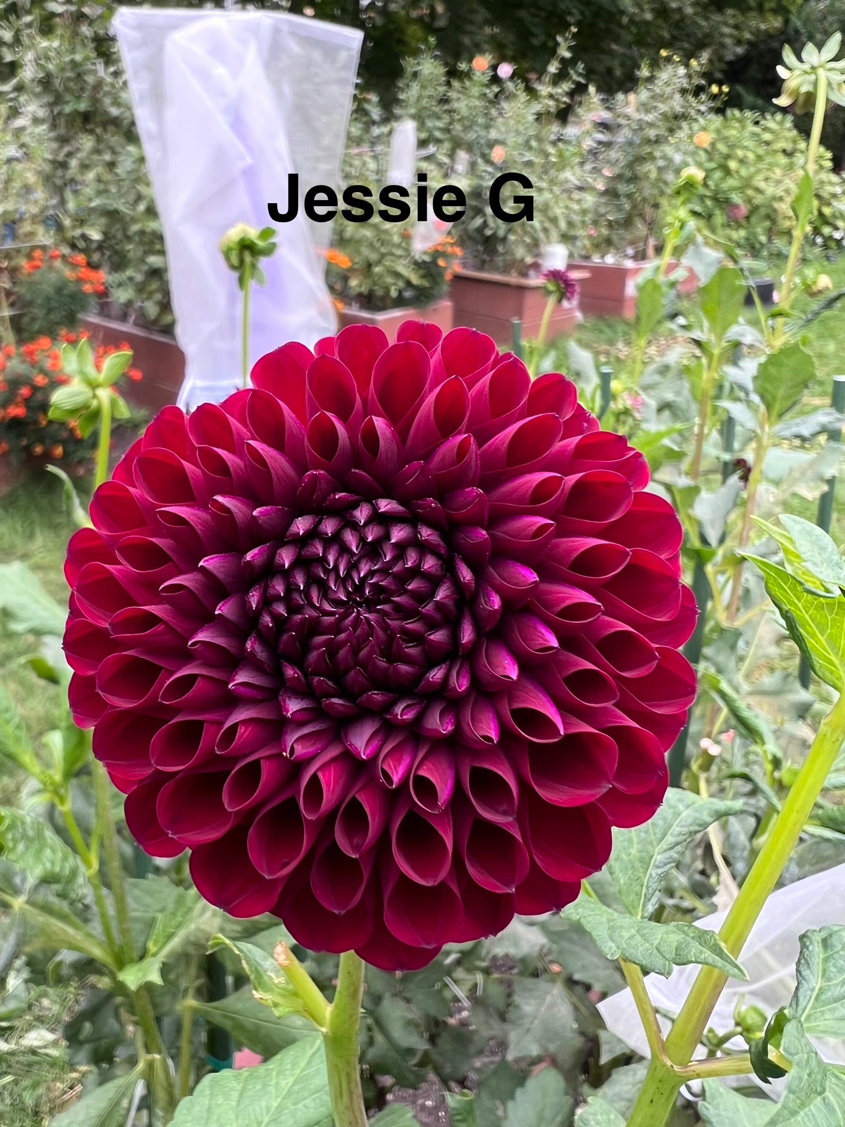 Jessie G