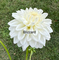 Blizzard