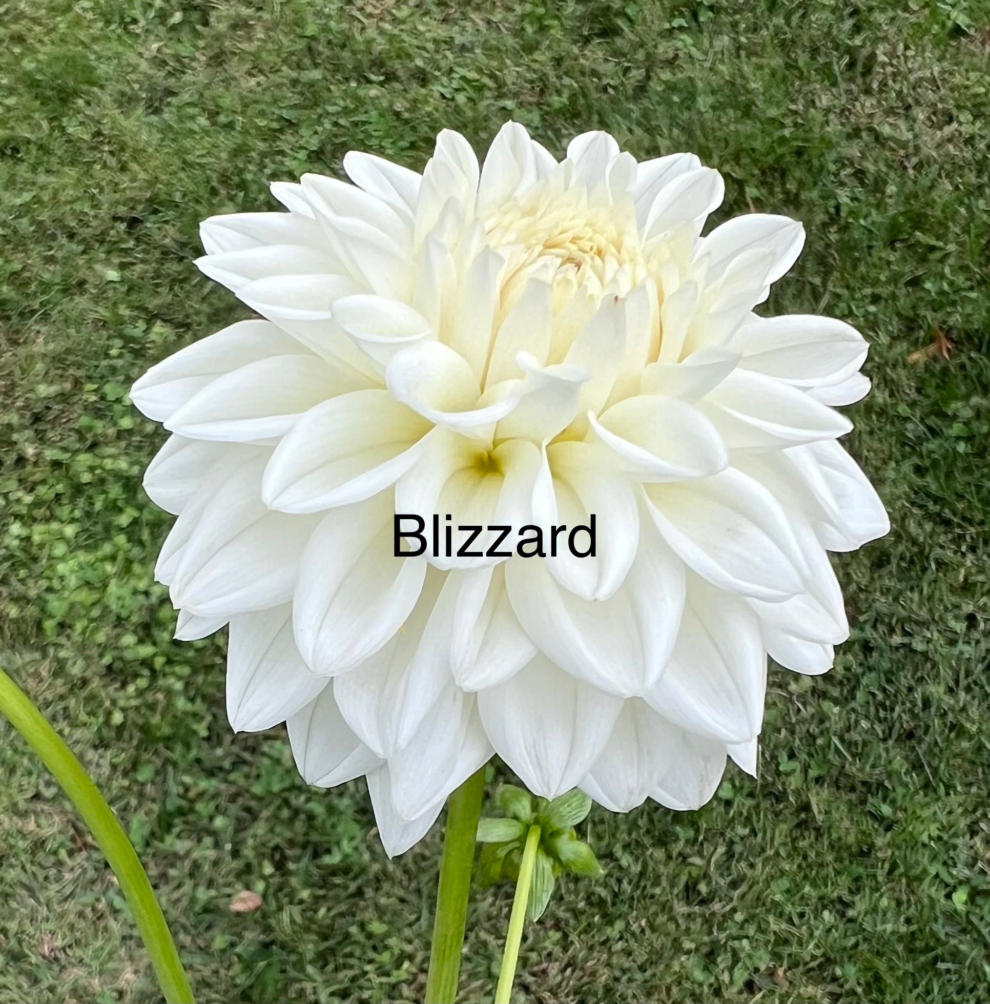 Blizzard