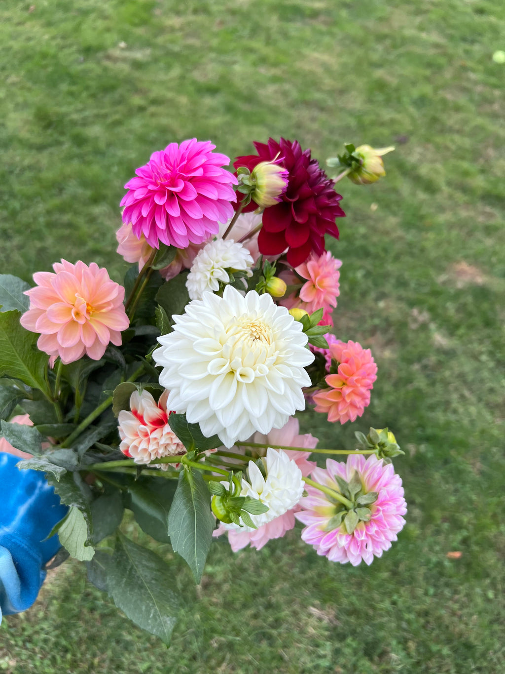 Mystery Tubers