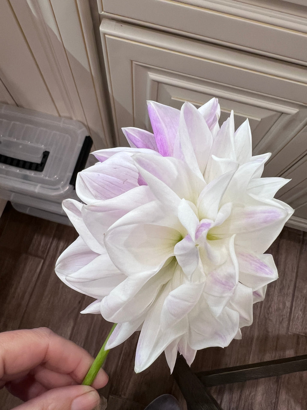 Purple & White NOID