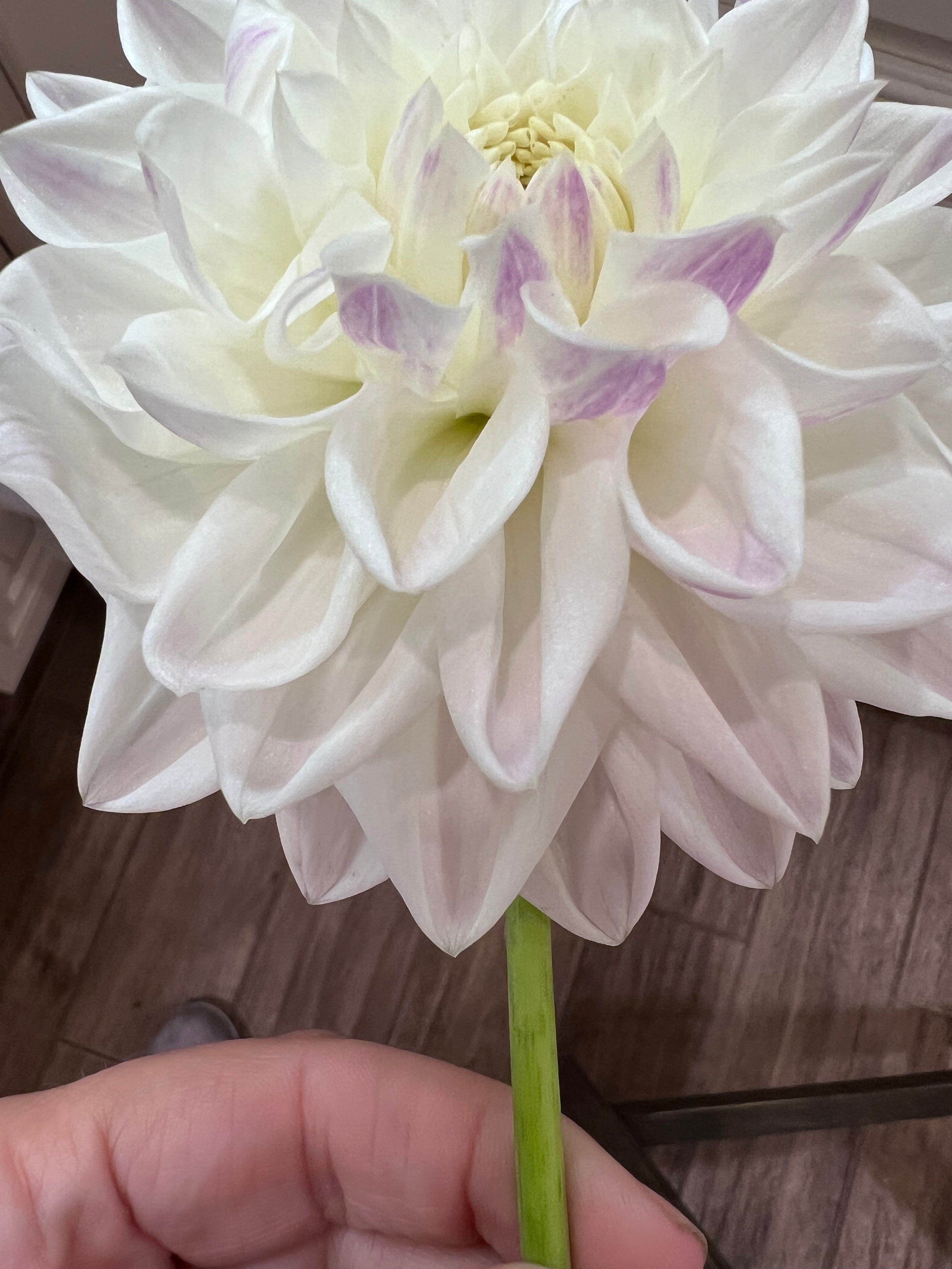 Purple & White NOID