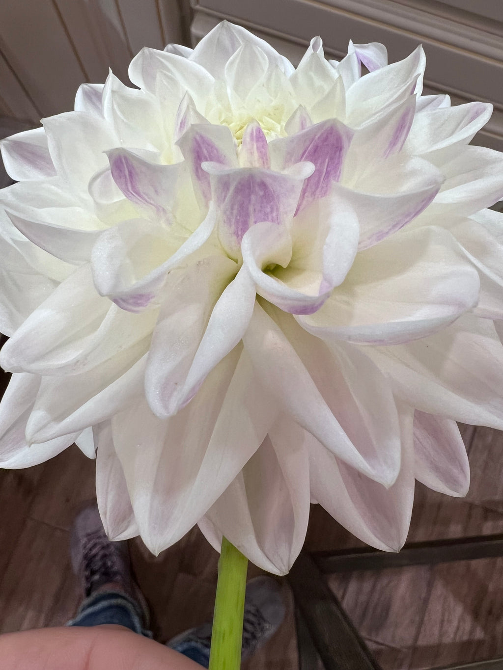 Purple & White NOID