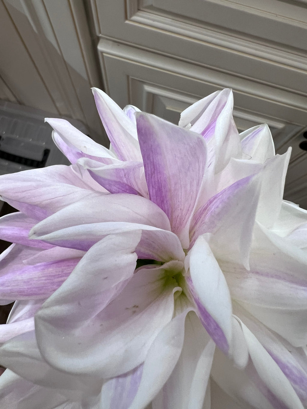 Purple & White NOID