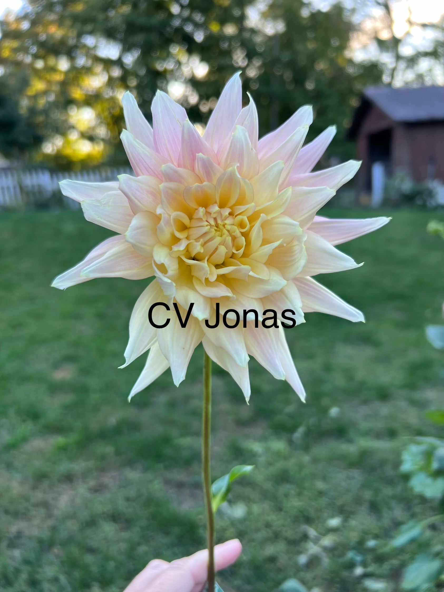 Clearview Jonas