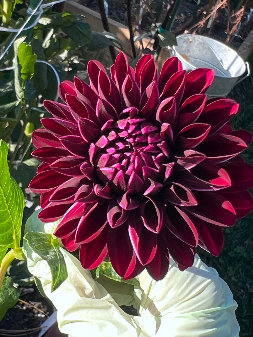 Dark Dahlias Mystery
